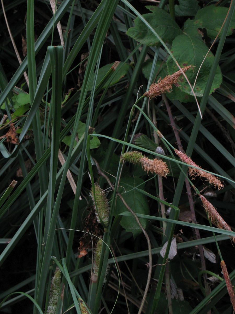 Carex hispida